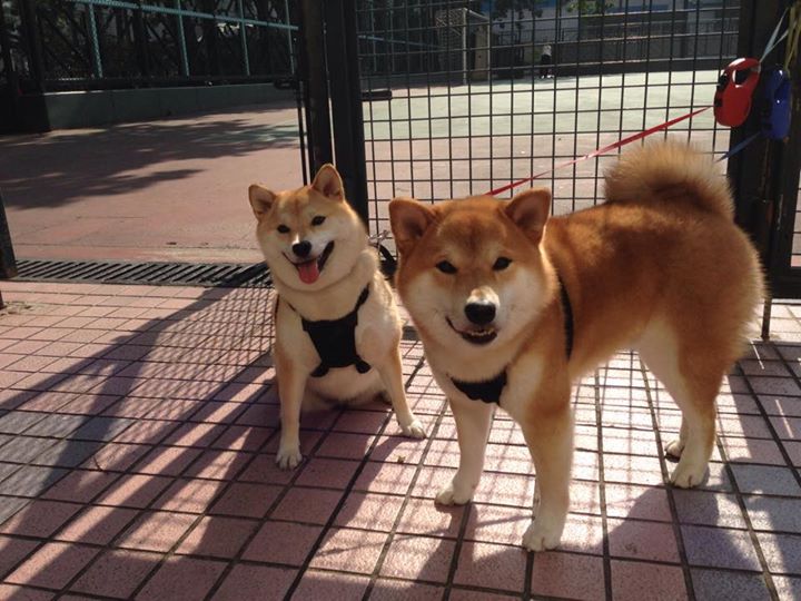 意甲平分秋色,球员谈心路历程,意甲各队最新关系