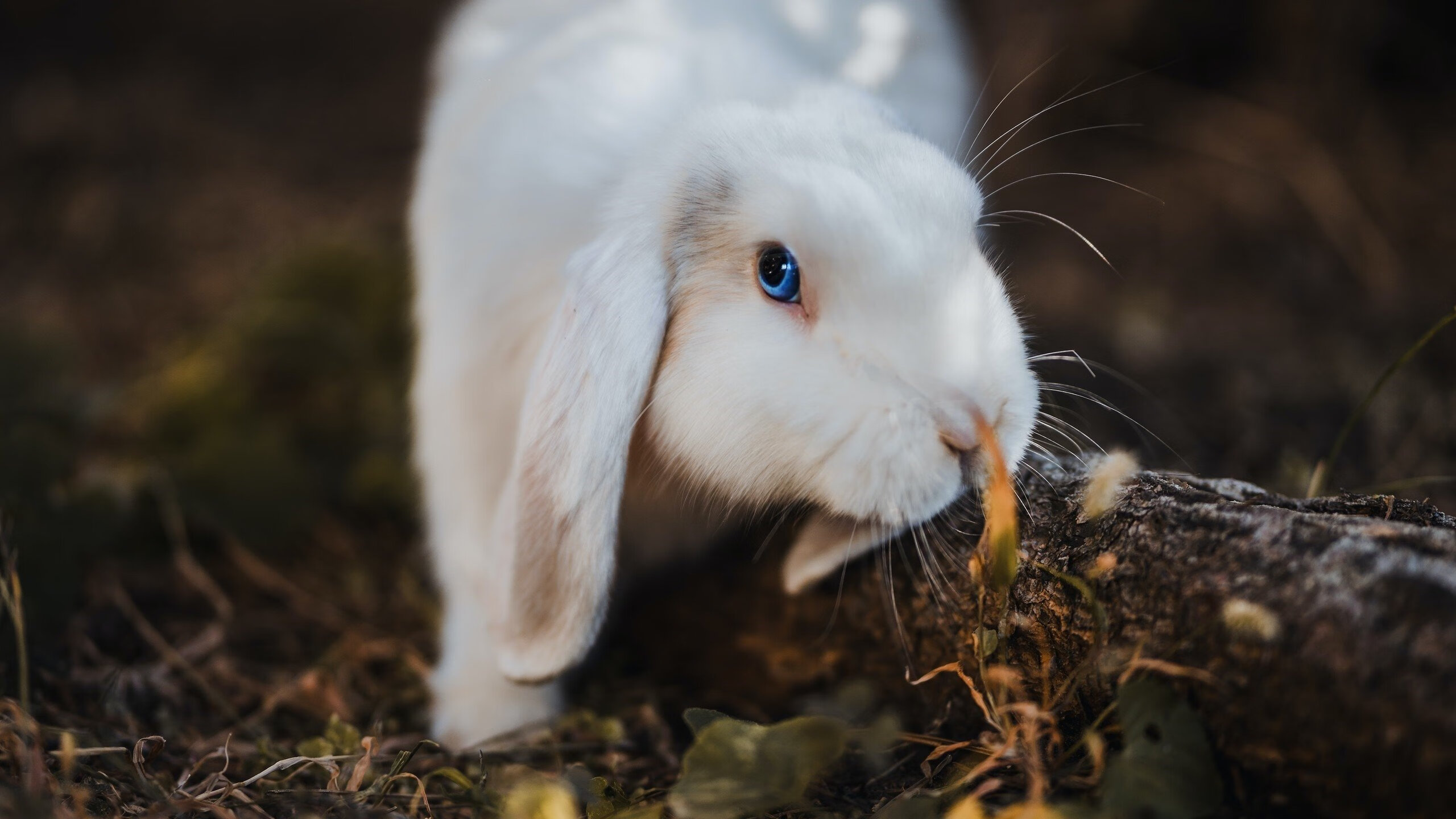 法甲“战术风暴”再起,比赛观赏性增强,法甲战报