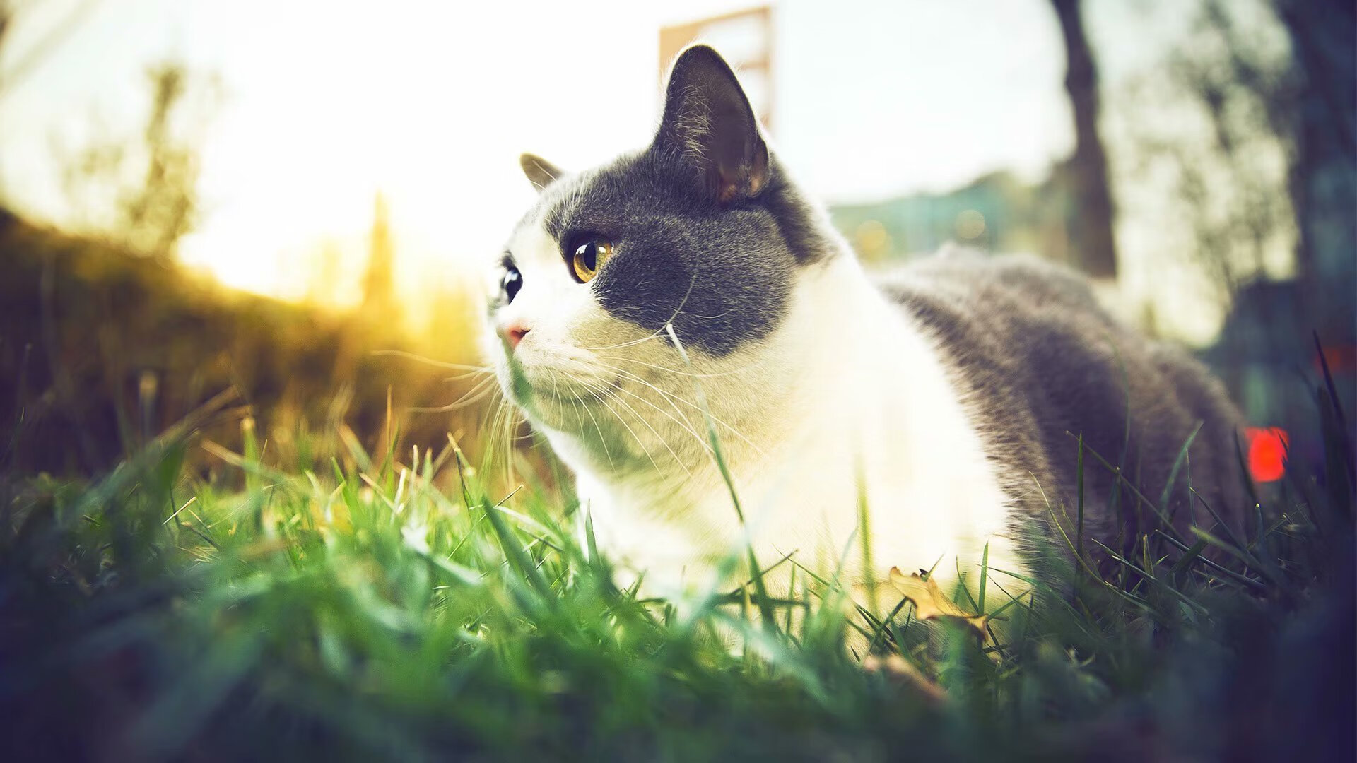 b体育官方网站-自行车赛：千里之行，不懈追求，自行车竞速赛视频