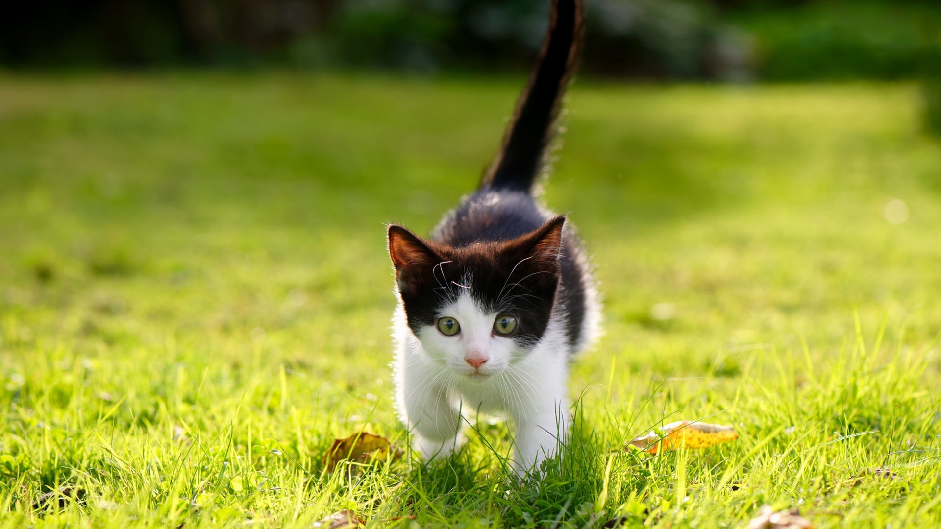 自行车赛:千里之行,不懈追求,自行车竞速赛视频