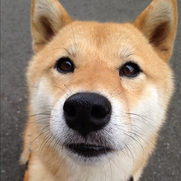 训练场上的“秘密武器”——欧冠球员的准备秘诀,欧冠比赛专用球