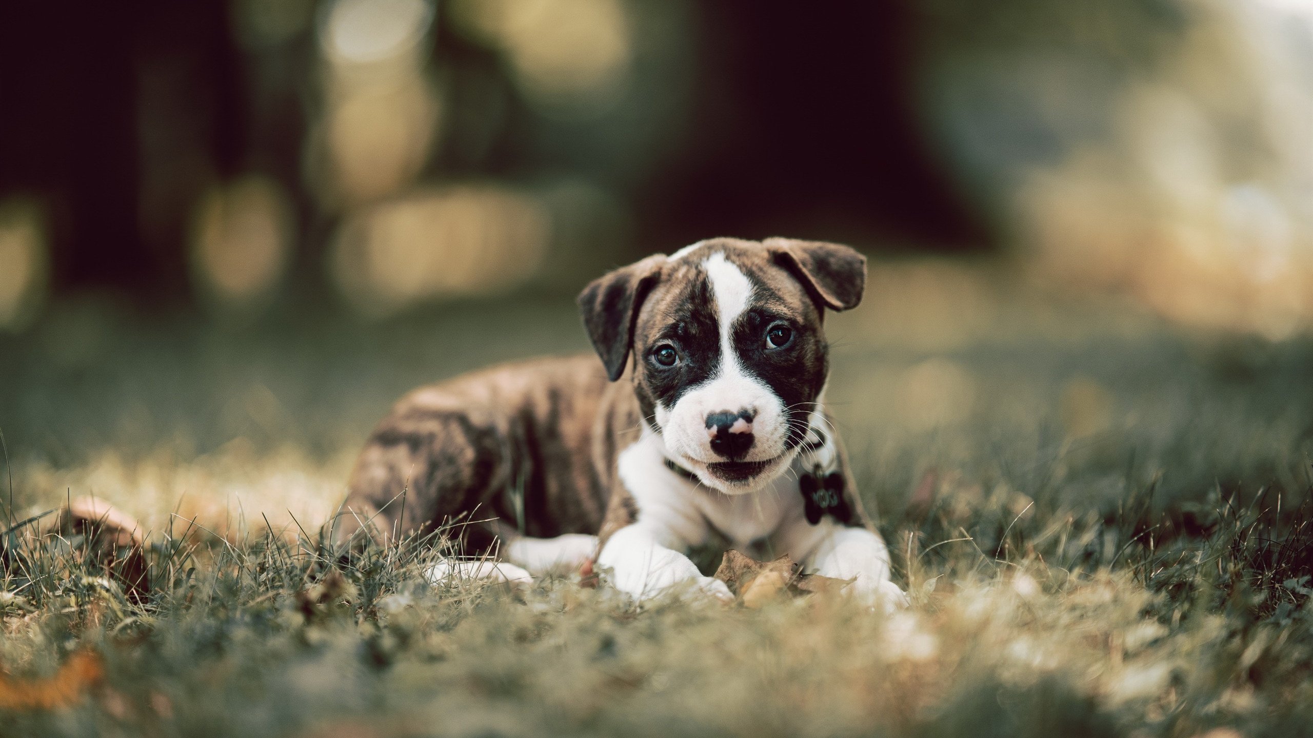 b体育入口-车队人员变动背后的政治风云，车队职务