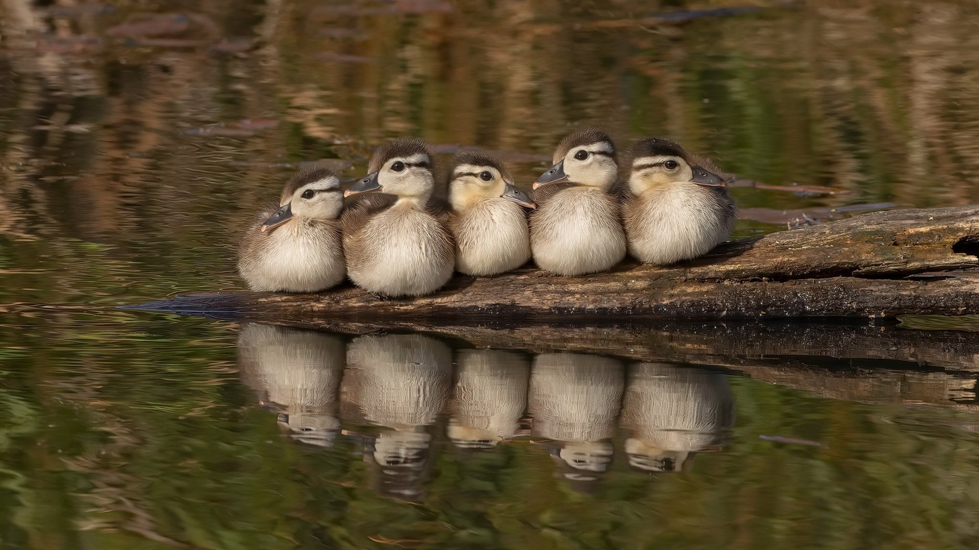 东契奇助攻破十主场称王,东契奇十佳球视频