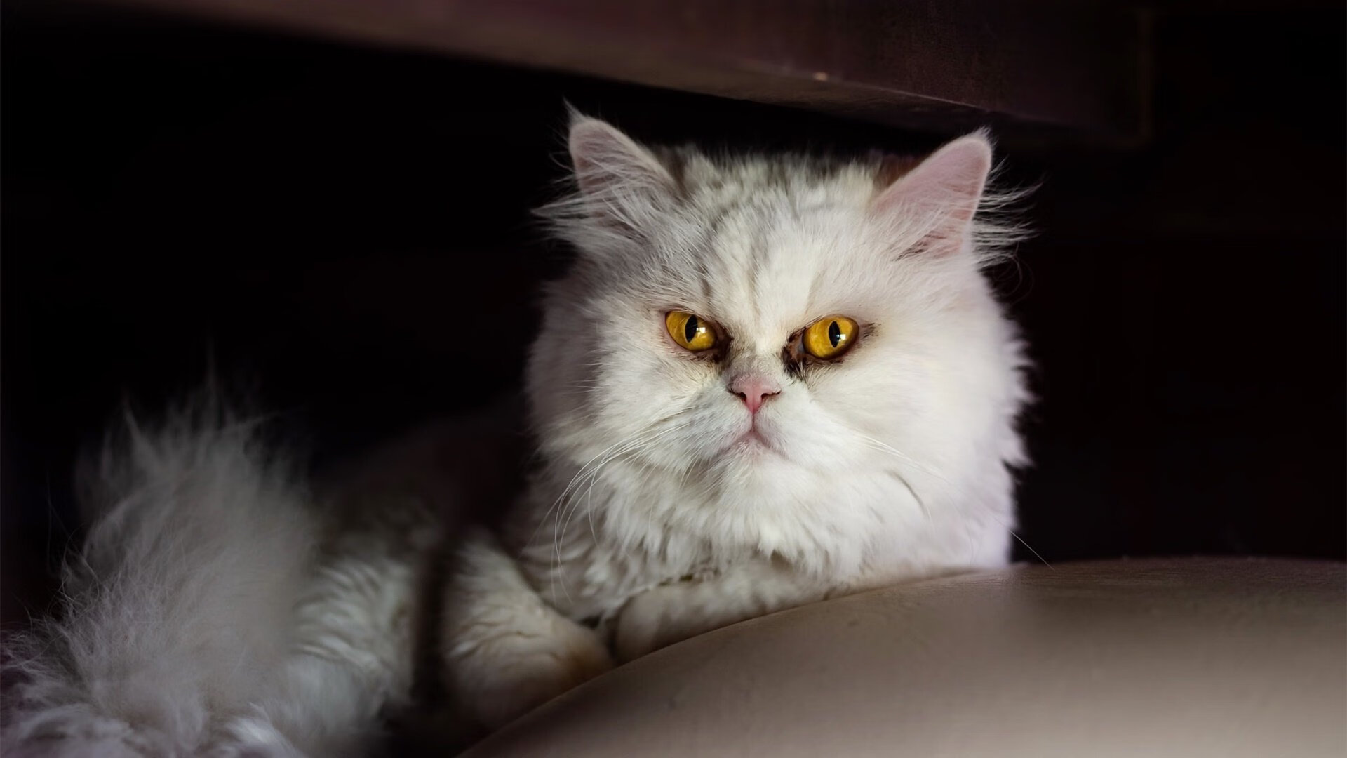 亚眠客场逼平昂热,保持不败纪录,亚眠图片