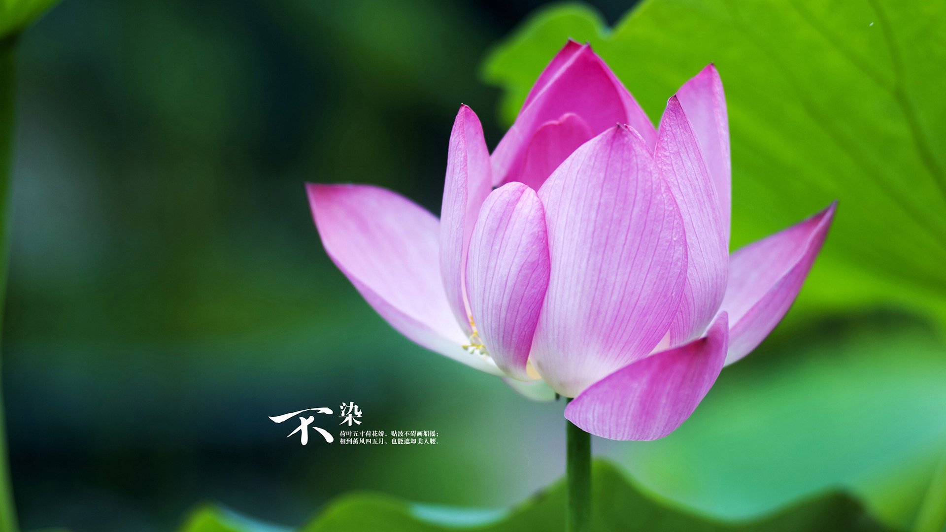 奇才球队攻防配合日趋成熟，奇才队是什么意思