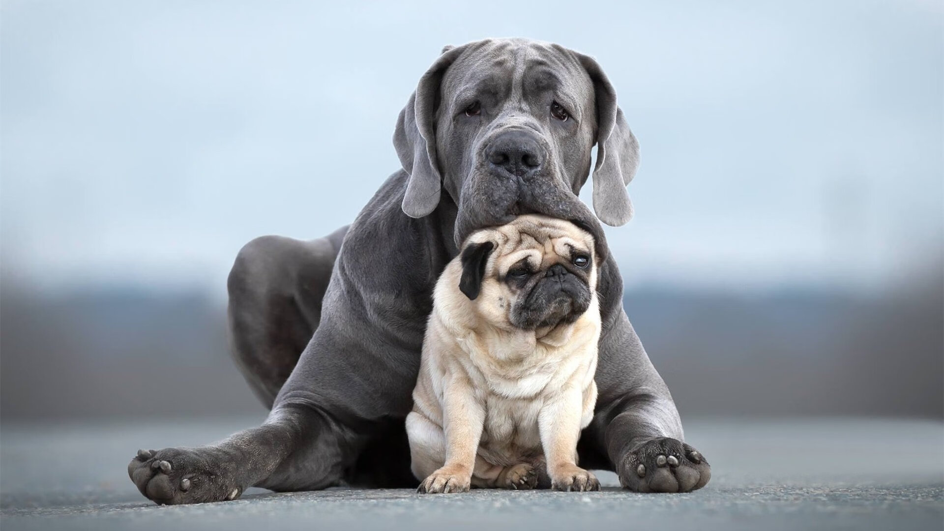 王者荣耀国际赛事首次使用中英文双解说系统,王者荣耀赛事英文名