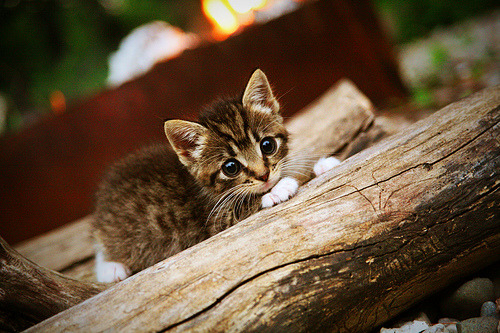 b体育网站注册-红军在英联杯决赛中加时战胜切尔西，红军在英联杯决赛中加时战胜切尔西的是谁