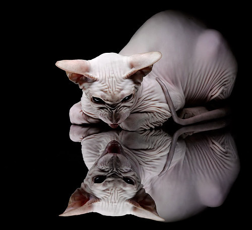 红军在英联杯决赛中加时战胜切尔西,红军在英联杯决赛中加时战胜切尔西的是谁