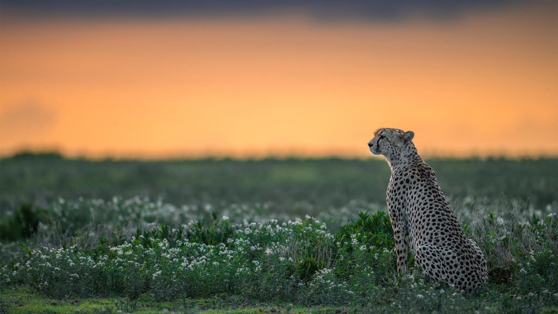 B体育在线登录入口-红军英勇作战，击败对手赢得胜利，红军战绩