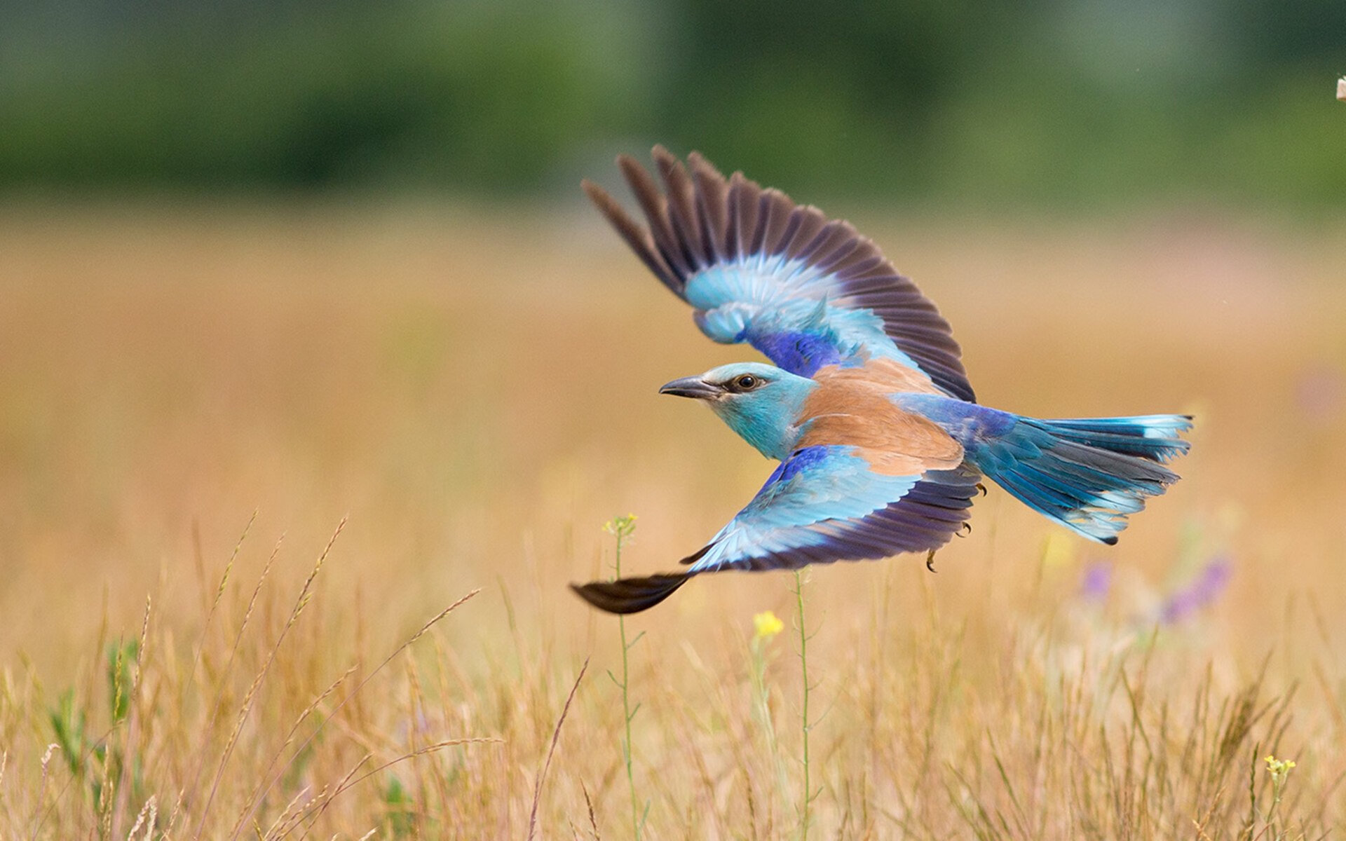 Bsports在线平台-马竞-战平波尔图，晋级形势堪忧，马德里竞技 波尔图