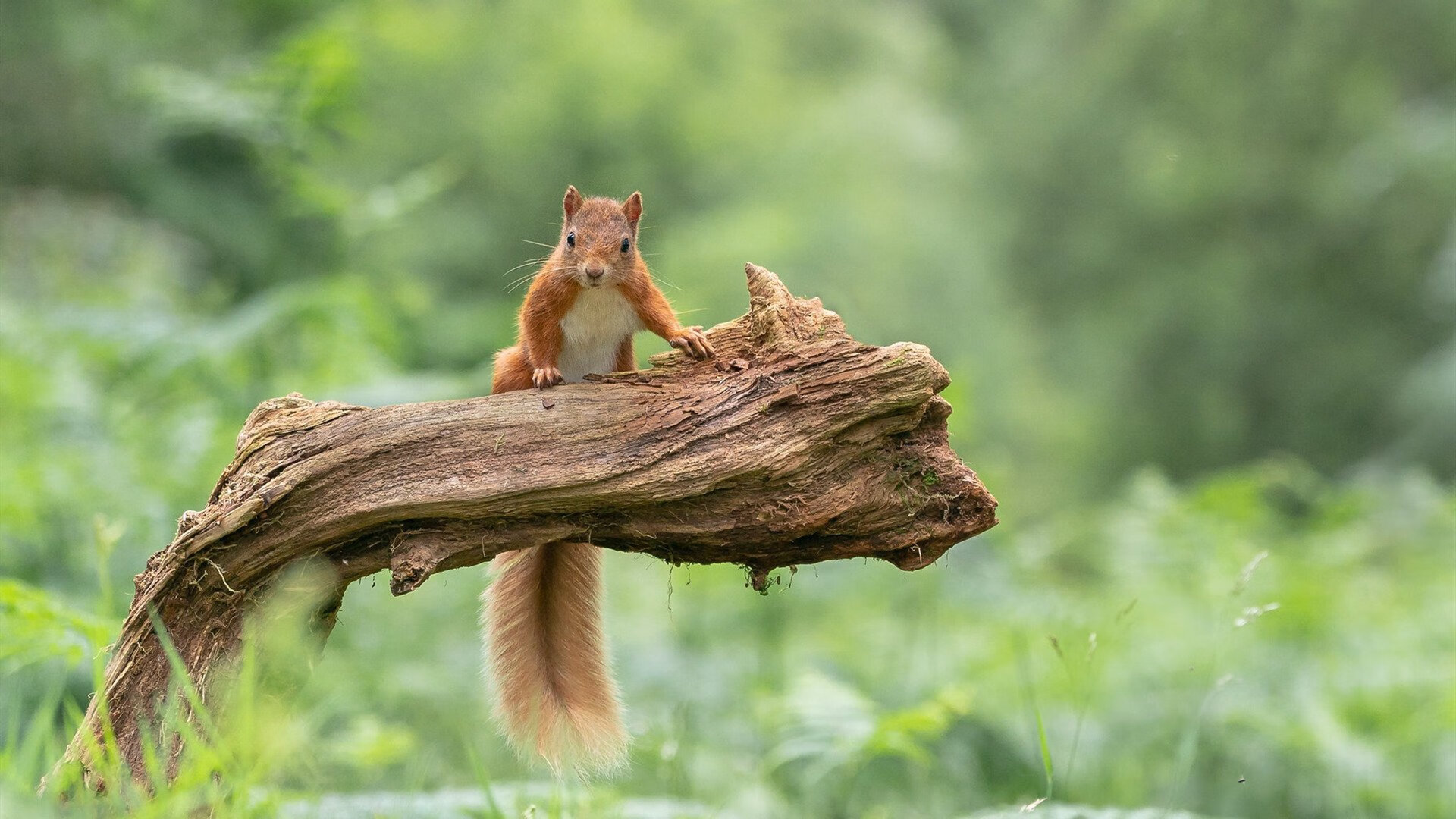 b体育入口-马竞中场突破射门，助球队赢得胜利，马竞中场都有谁