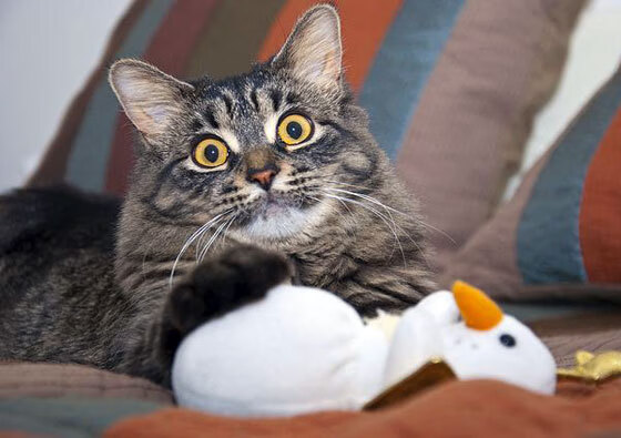 B体育中国官方平台-运动员训练数据可视化，运动员数据分析软件