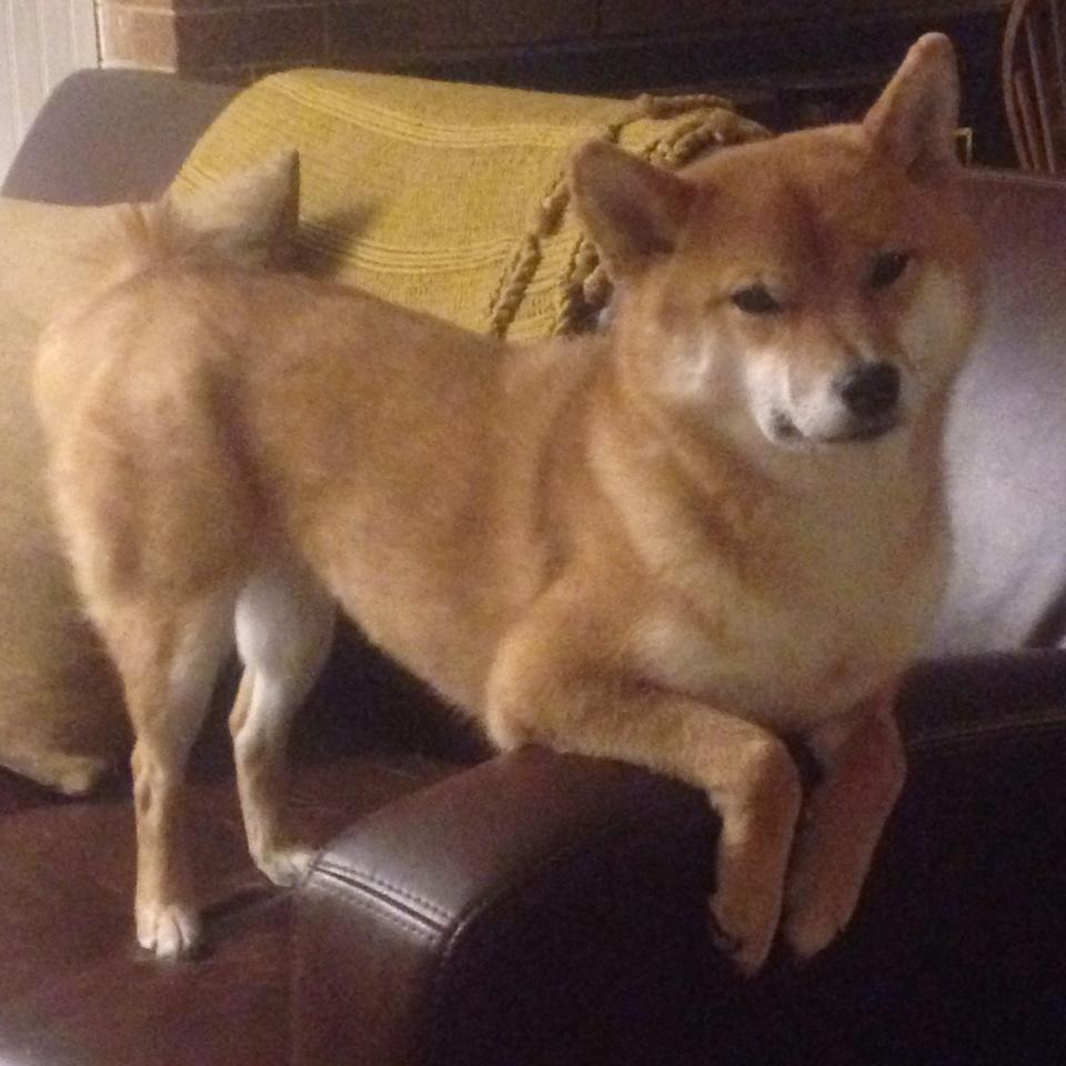 运动员训练数据可视化,运动员数据分析软件