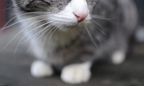 b体育入口-教练跨项交流机制促进知识共享与创新，跨界跨项破格晋升教练员名单