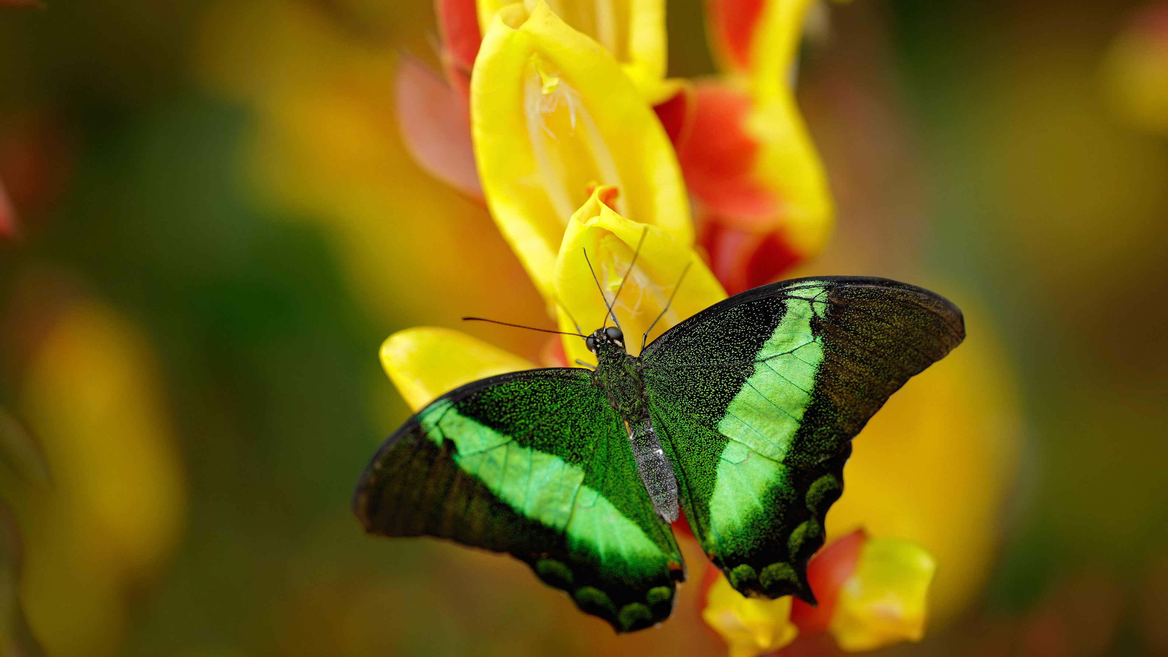 明星运动员跨界主持体育节目受到好评,体育明星参加娱乐节目
