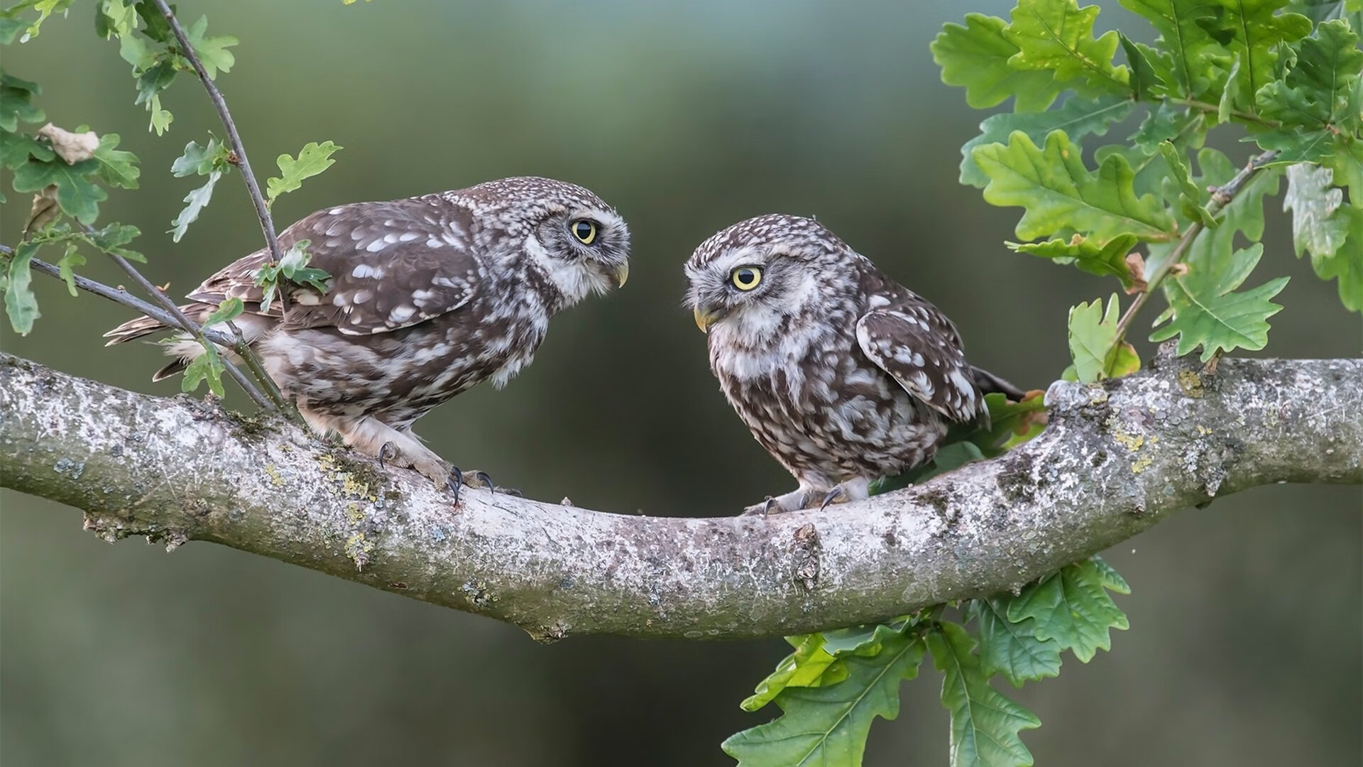 b体育电竞-詹姆斯季后赛经验为年轻球员传授宝贵心得，詹姆斯季后赛经历